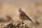 Male Linnet perched on the ground