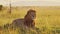 Male lion, African Wildlife Animal in Beautiful Landscape Scenery in Maasai Mara National Reserve in