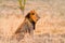 Male lion in Amboseli