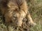 A male lion appears to eat elephant dung in masa mara national park, kenya