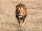 A male lion approaching at masai mara