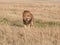 Male lion approaching at masai mara national reserve