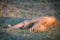 Male lion asleep