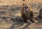 Male lion baring teeth in South Africa