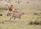 Male lion and cheetah in Masai Mara Gsme Reserve, Kenya