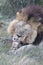 Male lion cleaning paws