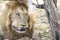 Male lion closeup licking his wounds, Kruger National Park South Africa