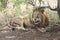 Male lion closeup licking his wounds, Kruger National Park South Africa