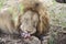 Male lion closeup licking his wounds, Kruger National Park South Africa