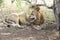 Male lion closeup licking his wounds, Kruger National Park South Africa