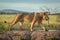 Male lion crosses dirt bank in profile