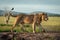 Male lion crosses dirt mound in profile