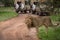 Male lion crosses dirt road past jeeps