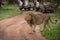 Male lion crosses dirt track past jeeps