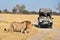 Male Lion Crossing