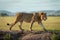 Male lion crossing dirt mound in sunshine