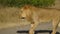 A male lion crossing the road