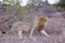 Male Lion at Daybreak