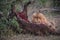 Male Lion eating buffalo kill