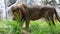 Male lion eating a grass