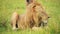 Male Lion Eating a Kill of a Dead Zebra, African Wildlife Safari Animals in Africa in Maasai Mara, K