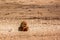 Male lion Etosha