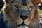 Male lion eyes close up