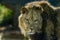 Male lion eyes close up