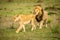 Male lion follows lioness over grassy plain