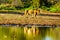 Male Lion going to drink at sunrise at the Nkaya Pan Watering Hole in Kruger National Park