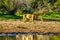 Male Lion going to drink at sunrise at the Nkaya Pan Watering Hole in Kruger National Park