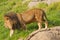 Male Lion going for a walk