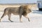 Male Lion on a gravel road