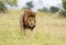 Male Lion Great Caesar from Notches seen near Mara River, Masai Mara, Kenya