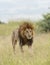 Male Lion Great Caesar from Notches seen near Mara River, Masai Mara, Kenya