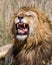 Male lion growling in Masai Mara NP