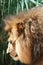 Male lion head