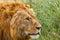 Male Lion Head Portrait