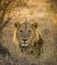 Male Lion headshot  sitting  in a dry grassland seen at Masai Mara, Kenya