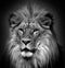 Male lion: Highly distinctive, the male lion is easily recognized by its mane,