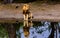 A male Lion and his reflection sat at a waterhole