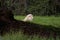 A male lion inside a wildlife park