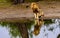 Male Lion and its reflection sat at a waterhole