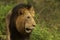 Male lion in jungle