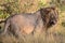 Male Lion in Kruger National Park