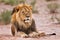 Male lion lay in kgalagadi