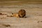 Male lion lays on sandy desert floor in Namibian desert looking at the photographer.