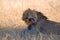 Male Lion licking himself. Kalahari national Park in Botswana Africa.