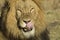 Male lion licking lips portrait