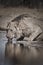 Male lion licking water at a waterhole